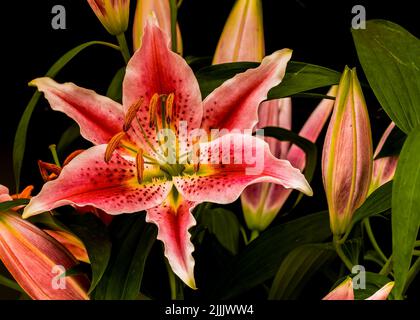 Immagine di un giglio asiatico o orientale, lillium asiatica che mostra lo stampino arancione - spesso associato con puriy e rinascita Foto Stock