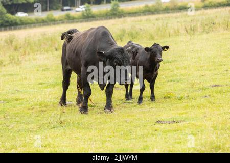 grande toro nero in piedi accanto ad uno dei suoi vitelli in pascolo durante i mesi estivi Foto Stock