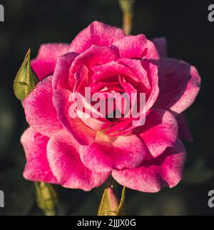 Una vista dall'alto di un Bud di una rosa fiorente isolata con sfondo scuro. Scatti macro, primo piano. Foto Stock