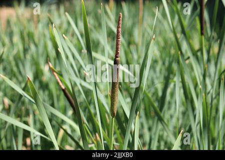 Canne crescono sul lago. Foto Stock