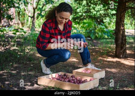 Donna, giardiniere ispeziona il raccolto sulla terra, tuberi di patata. Eco contadino lavoratore su terreno fertile con raccolta di patate biologiche Foto Stock