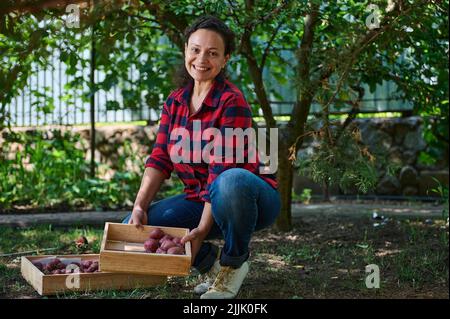 Donna di successo, agricoltore ecologico raccoglie patate scavate in scatola di legno. Campagna di raccolta, reclutando lavoratore stagionale Foto Stock
