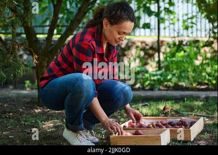 Campagna di raccolta, reclutando lavoratori stagionali. Selezionare, ordinare e confezionare verdure. Agricoltura ecologica biologica. Donna agricoltore. Foto Stock