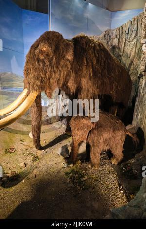 Display diorama di un modello ripieno di un mammut lanoso con il suo bambino. Al National Museum di Cardiff, Galles, Regno Unito. Foto Stock