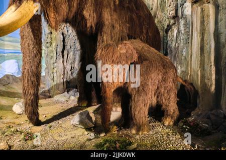 Display diorama di un modello ripieno di un bambino Woolly mammoth. Al National Museum di Cardiff, Galles, Regno Unito. Foto Stock