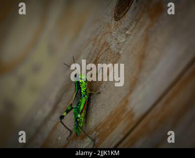 Verde cavalletta montana, locusta alpina (Miramella alpina), su un tronco di albero Foto Stock
