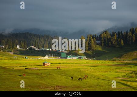 Cavalli sul prato in Gulmarg, Jammu e Kashmir, India. Foto Stock