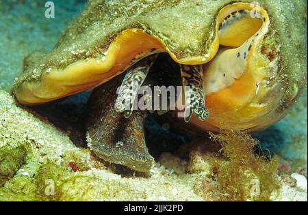 Conca o conchiglia regina (Strombus gigas), Curacao, Antille olandesi, Caraibi Foto Stock