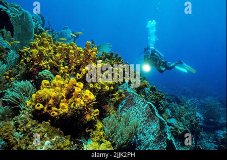 Subacqueo a giallo tubo spugne (Aplysina fistularis) in una barriera corallina caraibica, Curacao, Antille olandesi, Caraibi Foto Stock