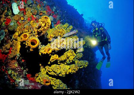 Subacqueo a giallo tubo spugne (Aplysina fistularis) in una barriera corallina caraibica, Curacao, Antille olandesi, Caraibi Foto Stock