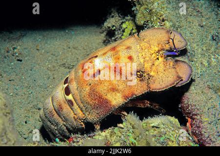 Aragosta slipper del Messico o aragosta spagnola (Scyllarides aequinotialis), Cuba, Caraibi Foto Stock