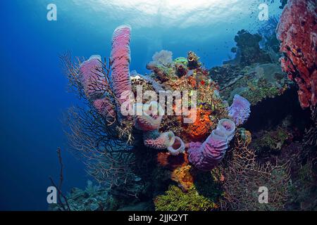 Azure Vase Sponge (Callyspugia plicifera), barriera corallina caraibica a Roatan, Bay Islands, Honduras, Caraibi Foto Stock