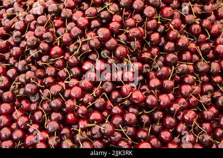 Primo piano di un mucchio di ciliegie mature con gambi e senza foglie. Grande collezione di ciliegie rosse fresche. Ciliegie mature sfondo. Foto Stock