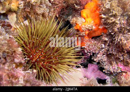 Sea Urchin, Paracentrotus lividus, Parco Regionale Cabo COPE Puntas del Calnegre, Mar Mediterraneo, Murcia, Spagna, Europa Foto Stock