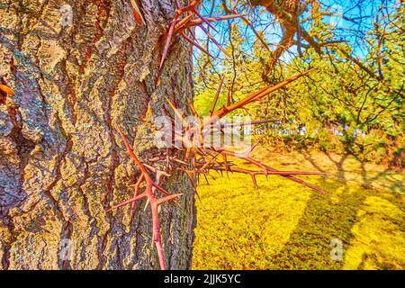 Le spine giganti sul tronco della locusta del miele (Gleditsia triacanthos) nel parco autunnale con vista sul fogliame giallo sul terreno dietro l'albero, Foto Stock