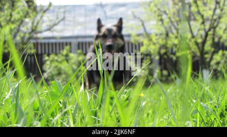 Un primo colpo delle erbe e dietro il pastore tedesco blurred che corre nel parco Foto Stock