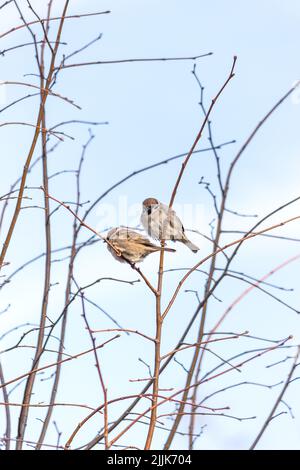 Un colpo verticale di due passeri di casa (Passer domestica) su un sottile ramo privo di foglie contro il cielo Foto Stock