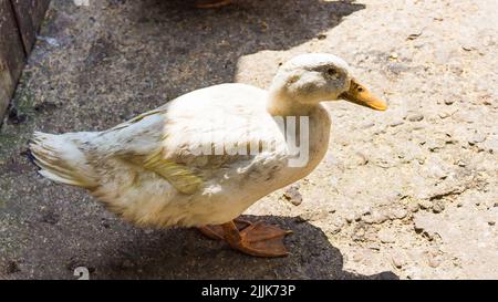 Un primo piano di un Pekin americano sotto la luce del sole Foto Stock