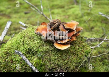 Un primo piano di un mazzo di funghi selvatici che crescono su una terra di muschio Foto Stock