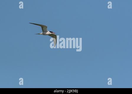 Terna comune (Sterna hirundo). Romania Foto Stock