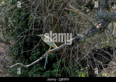 Erone di Squacco (Ardeola ralloides). Romania Foto Stock