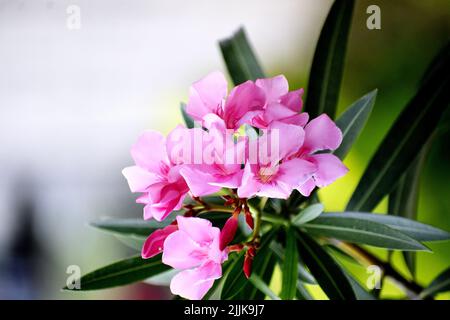 Un primo piano di fiori rosa di oleandro di Nerium nel giardino Foto Stock