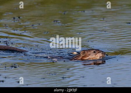Muskrat (Ondetra zibethicus). Romania Foto Stock