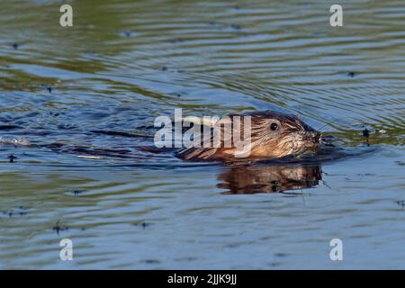 Muskrat (Ondetra zibethicus). Romania Foto Stock