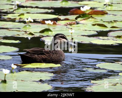 Un'anatra nera del Pacifico che galleggia nel lago Foto Stock