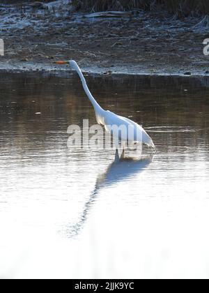 Una grande egretta orientale che riposa sulla riva del lago Foto Stock