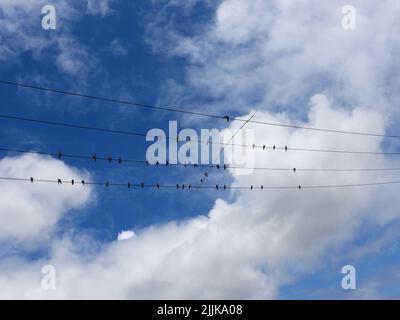 Una silhouette di piccole rondini appollaiata su cavi elettrici Foto Stock