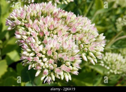 Fiore Stonecrop prominente o Sedum è una pianta erbacea, famiglia Crassulaceae Foto Stock