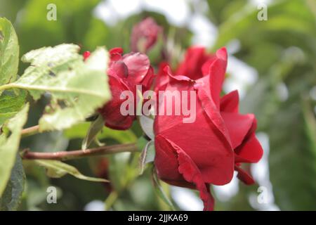 Macrofotografia Rosebodes. L'estate fiorisce in primo piano. Rose rosse in giardino. Petali di fiori rossi. Sfondo verde. Simbolico dei fiori. Amore. Foto Stock