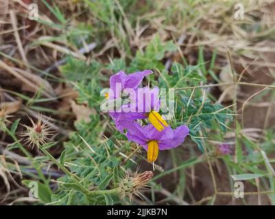 Un Closeup breve di Solanum Indio Ayurvedic Medicina pianta Flower Foto Stock