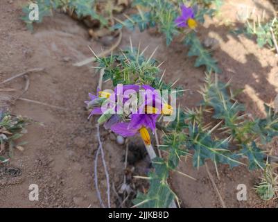 Un Closeup breve di Solanum Indio Ayurvedic Medicina pianta Flower Foto Stock