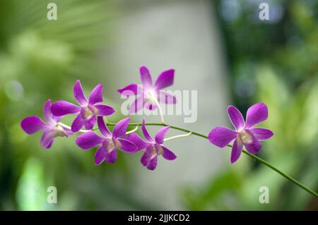 Un primo piano di orchidee viola Cooktown su uno sfondo verde sfocato Foto Stock