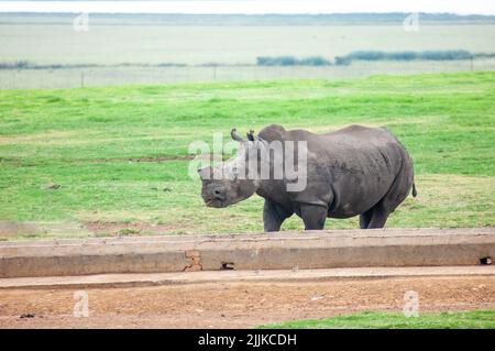 Un primo piano di un rinoceronte selvatico che pascola nel campo della Riserva di selvaggina del Sudafrica Foto Stock