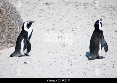 I due pinguini africani che camminano sulla spiaggia di Boulders Foto Stock