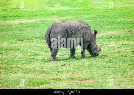 Un primo piano di un rinoceronte selvatico che pascola nel campo della Riserva di selvaggina del Sudafrica Foto Stock