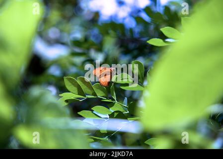Un fuoco selettivo di una farfalla di dryas iulia su un arbusto verde Foto Stock