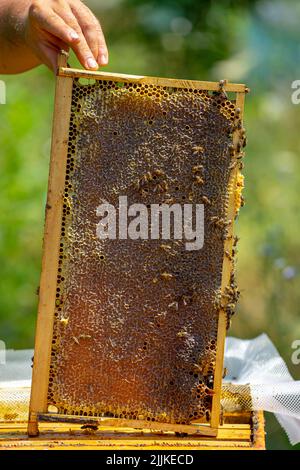 Il Bees su un piccolo nido d'ape tenuto da apiarist Foto Stock