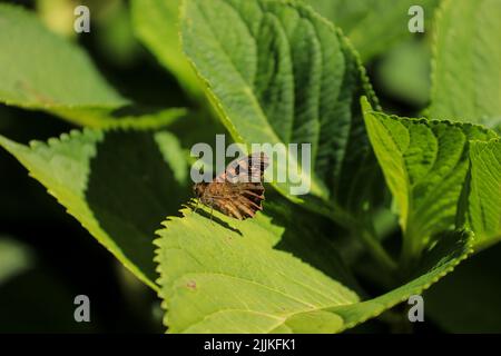 Un primo piano di una farfalla di legno Speckled (Pararge aegeria) su foglie verdi Foto Stock