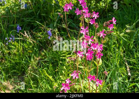 Fiori di Campion rosso su una riva erbosa con bluebells. Silene dioica Foto Stock