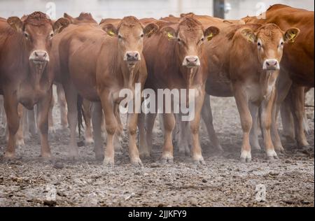 Falkenberg, Germania. 27th luglio 2022. Il bestiame del Limousin si trova in un pascolo a Gut Kölsa. Lunedì l'allevatore di bovini è sfuggito a un disastro. Lunedì (25,07.) si è verificato un incendio nell'area di 800 ettari. Il fuoco potrebbe essere fermato a pochi metri dalle scuderie. Un allevatore di suini vicino ha perso due granai e diverse centinaia di animali alle fiamme. Credit: Jan Woitas/dpa/Alamy Live News Foto Stock