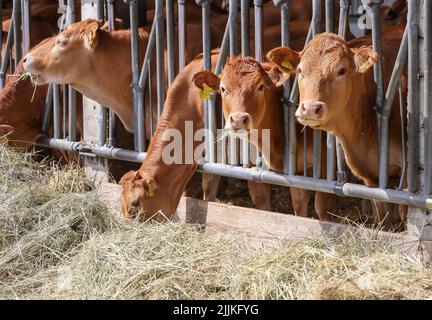 Falkenberg, Germania. 27th luglio 2022. Bestiame Limousin stand nella tenuta di Kölsa. Lunedì l'allevatore di bovini è sfuggito a un disastro. Lunedì (25,07.) si è verificato un incendio nell'area di 800 ettari. Il fuoco potrebbe essere fermato a pochi metri dalle scuderie. Un allevatore di suini vicino ha perso due granai e diverse centinaia di animali alle fiamme. Credit: Jan Woitas/dpa/Alamy Live News Foto Stock