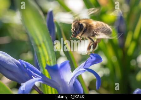 Un colpo poco profondo di fuoco dell'ape del miele sul fiore blu Foto Stock