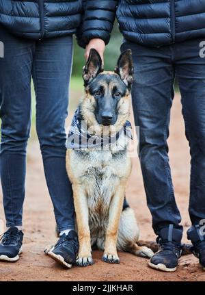 Gli animali conoscono il segreto per rimanere felici: Un uomo che trascorre del tempo con il suo adorabile pastore tedesco nel parco. Foto Stock