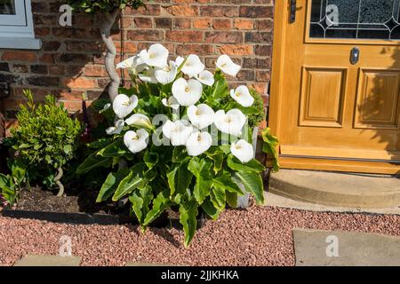 Giglio di arum bianco gigante in giardino Foto Stock