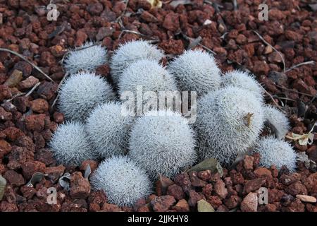 Un primo piano di cactus a doppia chiatta che cresce in giardino circondato da ghiaia rossa durante il giorno Foto Stock