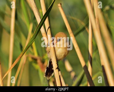Bearded Reedling - Panurus biarmicus giovanile Foto Stock